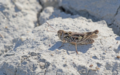 Dociostaurus brevicollis