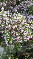 Erica globiceps consors