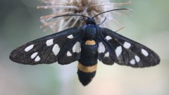 Amata ragazzii