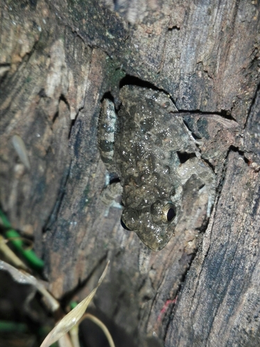 Common Indian Cricket Frog, Minervarya agricola