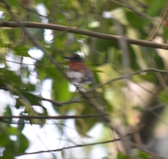 Platysteira castanea