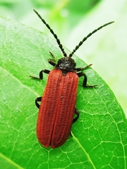 Pyropterus nigroruber