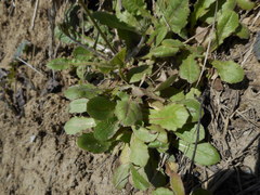 Crepis sancta