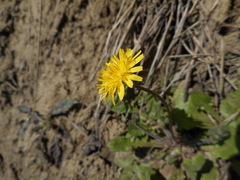 Crepis sancta