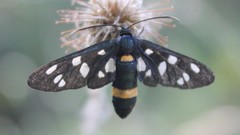 Amata ragazzii