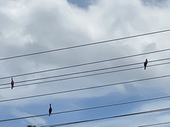 Aves