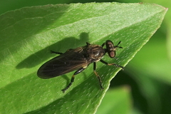 Eudioctria sackeni