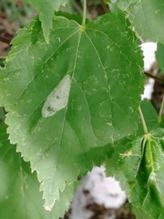 Phyllonorycter issikii