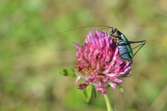 Stenophyllia modesta