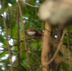 Platysteira castanea