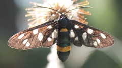 Amata ragazzii