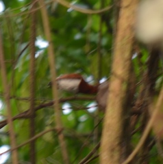 Platysteira castanea