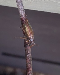 Dichelonyx subvittata