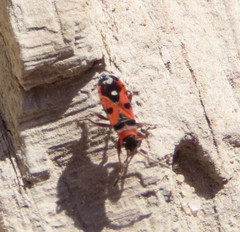 Horvathiolus gibbicollis