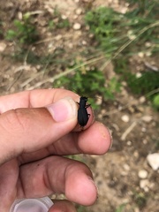 Dromochorus belfragei
