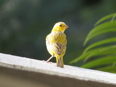 Sicalis flaveola flaveola
