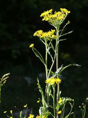 Tephroseris longifolia