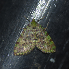 Hydriomena cydippe