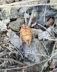 Cicadatra hyalina