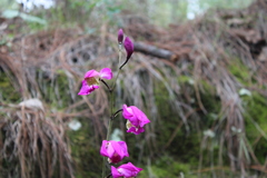 Bletia macristhmochila