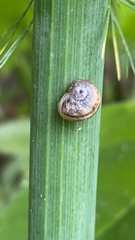 Helicoidea