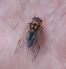 Cicadatra hyalina