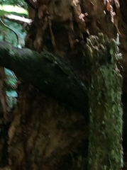 Mokopirirakau