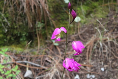 Bletia macristhmochila