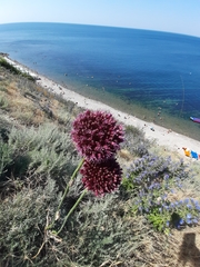 Allium atroviolaceum