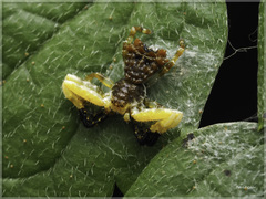 Phrynarachne ceylonica
