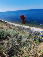 Allium atroviolaceum