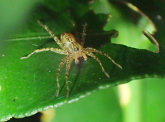 Echinax panache