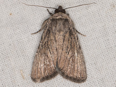 Sympistis astrigata