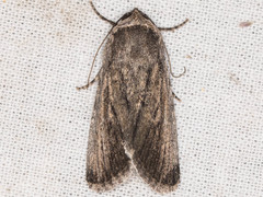 Sympistis astrigata