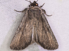 Sympistis astrigata