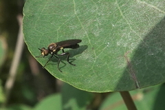 Eudioctria sackeni