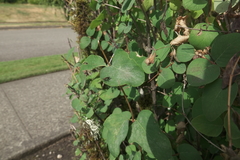Eudioctria sackeni