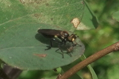 Eudioctria sackeni