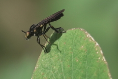 Eudioctria sackeni