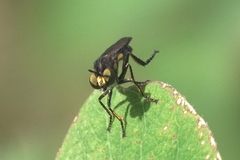 Eudioctria sackeni