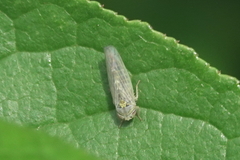 Colladonus geminatus