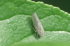 Colladonus geminatus