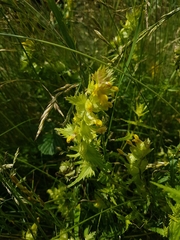 Rhinanthus alectorolophus