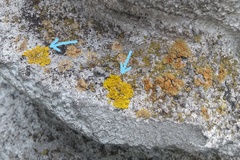 Xanthoria parietina