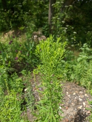 Linaria biebersteinii