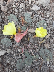 Oenothera xylocarpa