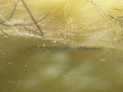 Atractosteus spatula