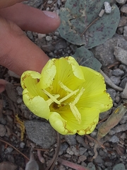 Oenothera xylocarpa