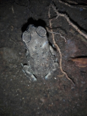 Duttaphrynus melanostictus