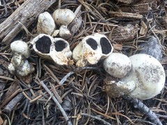 Agaricus inapertus